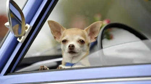 Criminales cortaban cuerdas vocales a perros chihuahua para que no hicieran ruido
