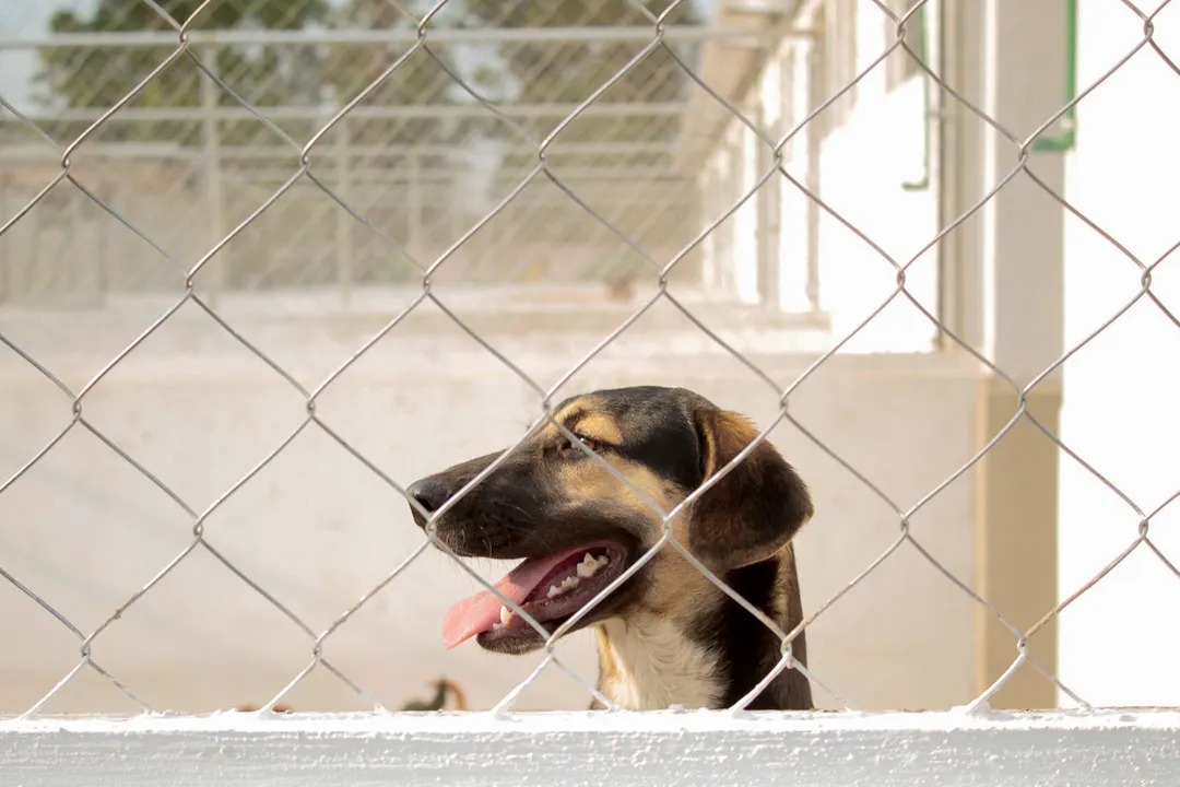 perrito