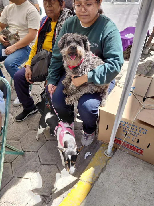 Acerca Ayuntamiento de Puebla servicios de bienestar animal a colonias del municipio