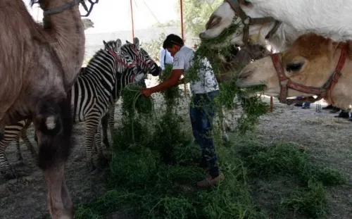 Nueva ley abriría el regreso de animales a los circos