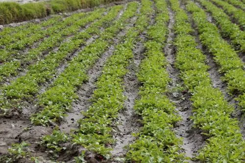Bajas temperaturas han afectado 370 hectáreas de hortaliza y frutales en Puebla: Riestra Piña