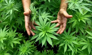 Debate sobre uso de la mariguana abre en enero: Zambrano