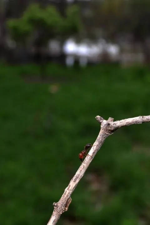 Investigadores de la BUAP encontraron cuatro nuevos registros de hormigas en la entidad