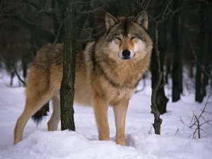Los aullidos de los lobos en realidad son un dialecto