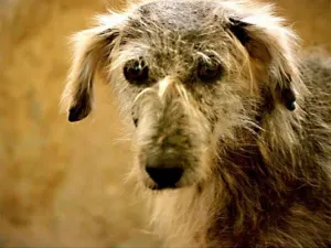 Deja su trabajo para cuidar a perros de la calle