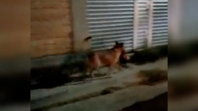Captan a perro caminando con cabeza humana en Zacatecas