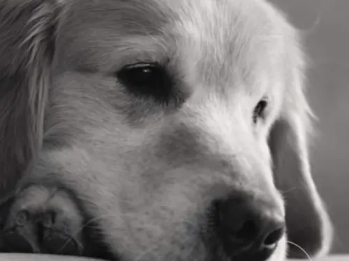 Salvan a perrito con tumor; dueño agradece con comercial para Super Bowl