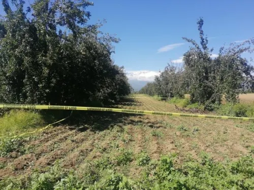 Hallan restos óseos en campos de cultivo de Tlalancaleca