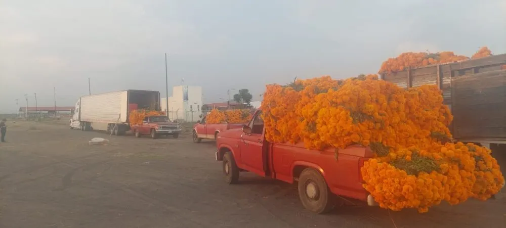 Flores de cempasúchil en Atlixco