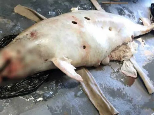 Muere primera vaquita marina en 2018; el año pasado perecieron seis