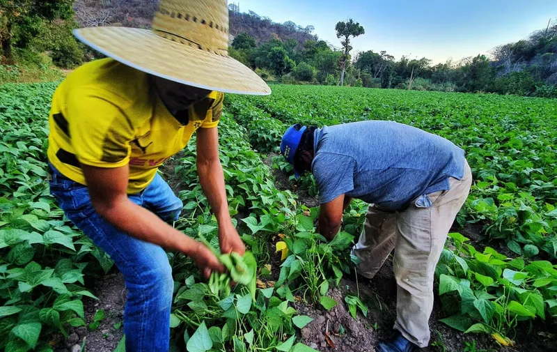 La transformación del campo en Puebla está alineada al Programa Nacional de Soberanía Alimentaria: Armenta