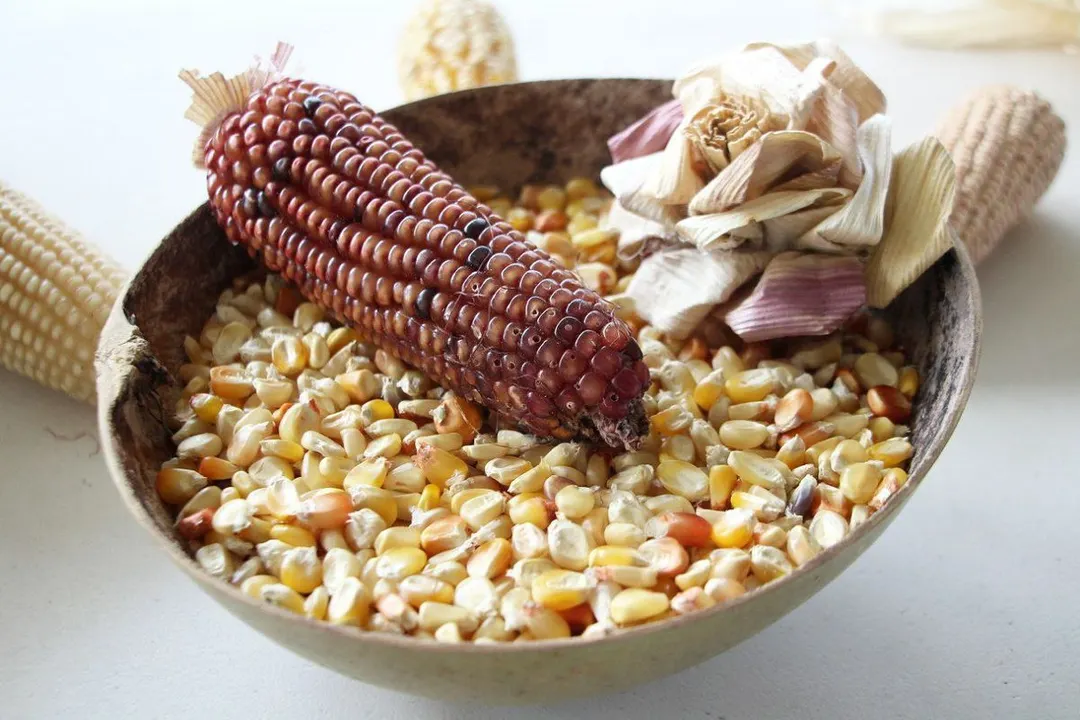 Zoquitlan Cultura Sistema Milpa