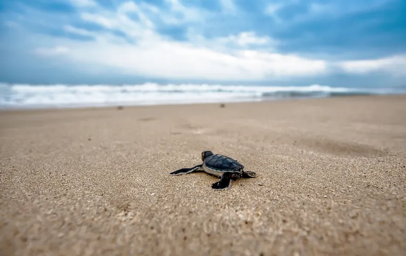 Tortugas