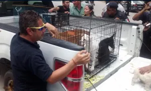 Realiza Ayuntamiento operativo contra venta ilegal de animales en Analco