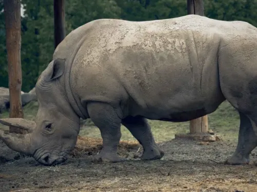 Rinoceronte persigue a hombre que no respeta cuarentena en Nepal