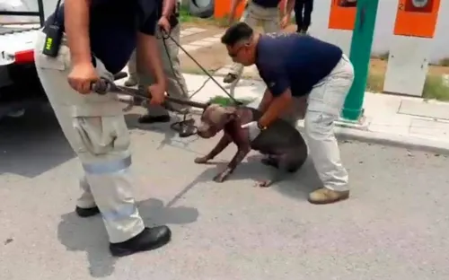 Sacrifican a los cinco perros que mordieron a una ciclista en San Andrés Cholula