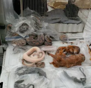 Profepa y PGR desarticulan centro de distribución de animales en NL