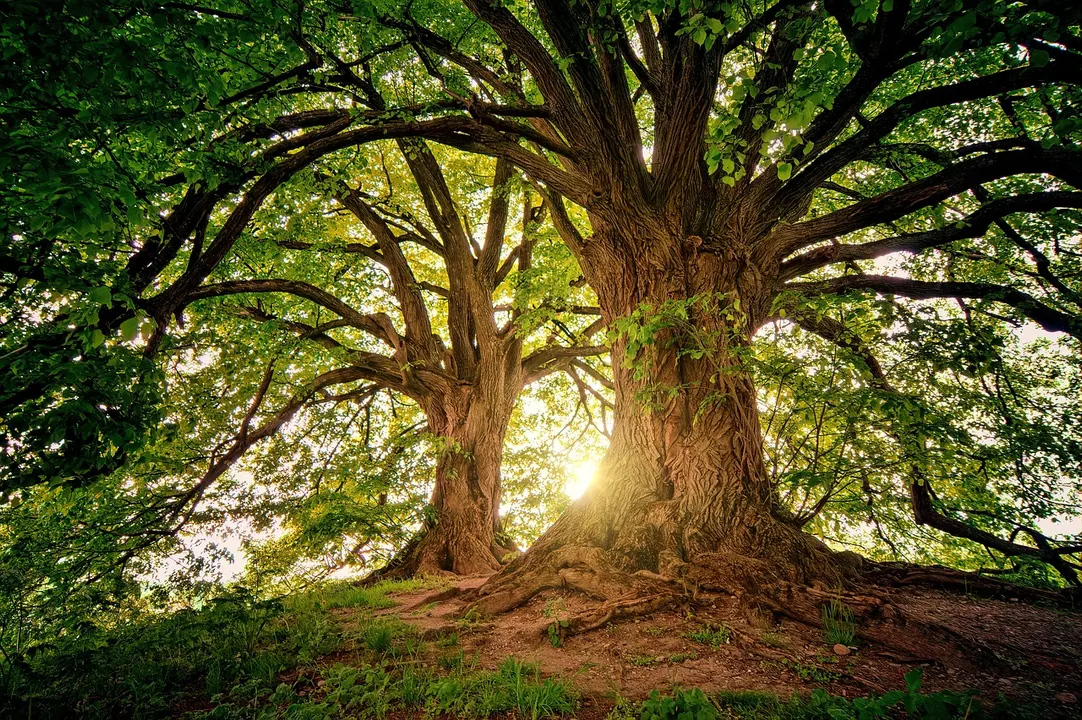 Foto: Imagen ilustrativa / pixabay.com