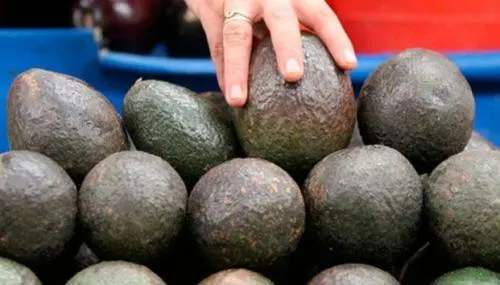 Kilo de aguacate se vende hasta en 99 pesos: Profeco