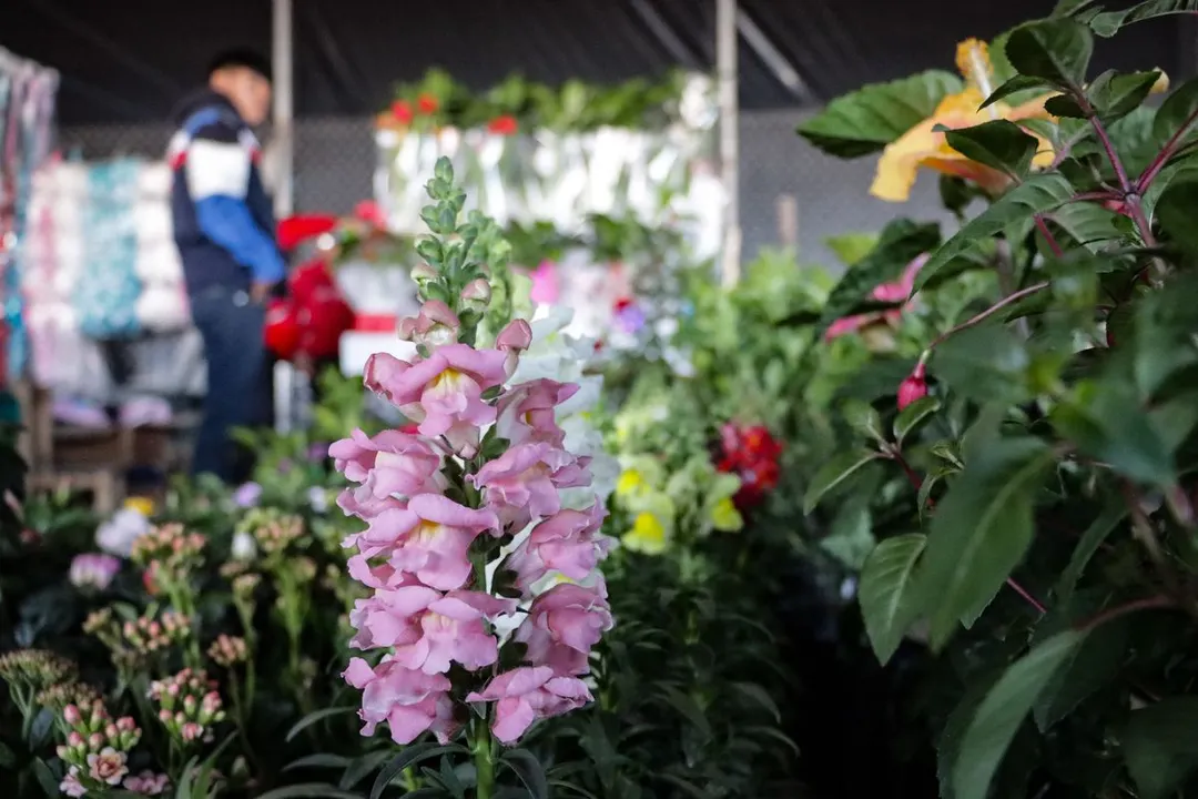 Flores Mercado De Las Flores