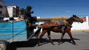 Carretoneros siguen operando en Texmelucan mientras reforma que prohíbe uso de caballos no entra en vigor