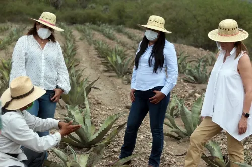 Impulsa SDR conservación de magueyes nativos en reserva de biósfera de Tehuacán