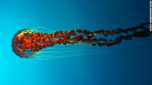 Gran invasión de medusas atenta contra el equilibrio ecológico
