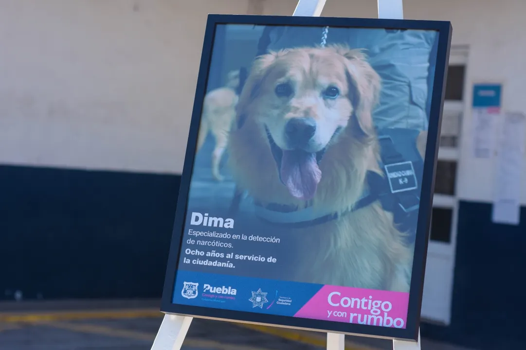 Dima