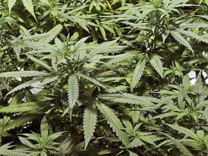 Entregan hoy cuatro permisos de consumo de mariguana a SMART