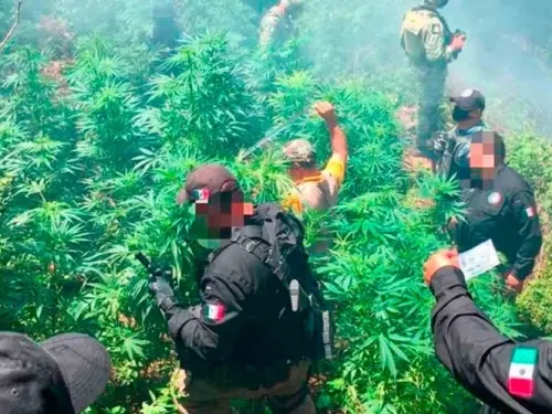 Incineran 700 plantas de marihuana en Hidalgo