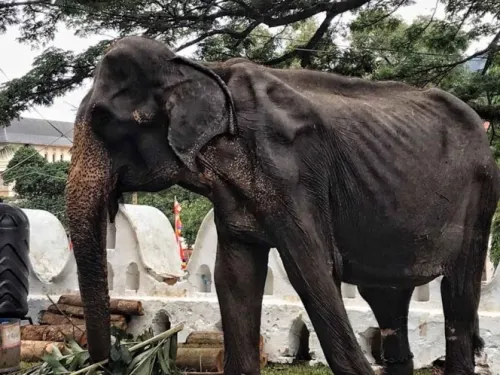 Muere Tikiri, la elefanta de 70 años desnutrida y maltratada