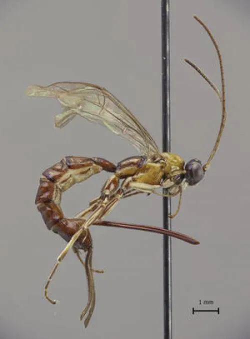 Descubren un nuevotipo de avispa con un aguijón aterrador