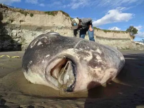 Encuentran gigantesco y raro pez en playa de California