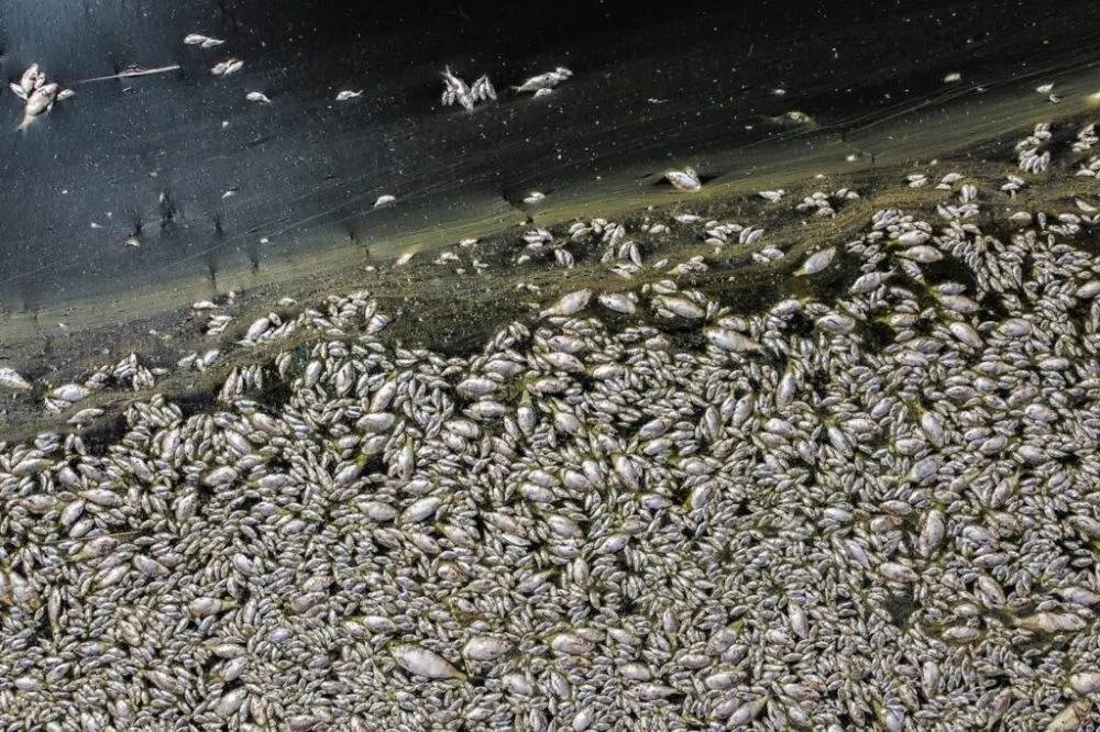 Aparecen muertos, miles de peces en laguna de Mexicali