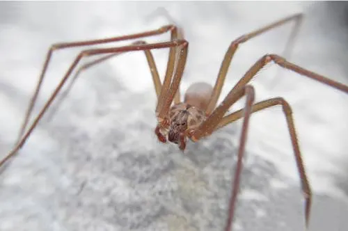 Mejora menor atacado por araña violinista en Nayarit; descartan amputación de pierna