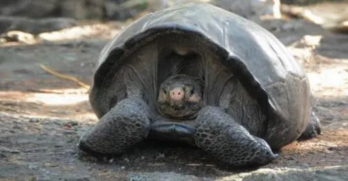 Descubren en Galápagos una tortuga gigante que se creía extinta hace 100 años