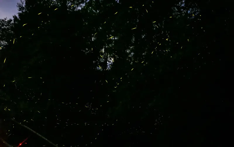 santa-rita-tlahuapan-luciernagas