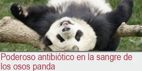 Poderoso antibiótico en la sangre de los osos panda