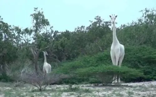 Espectaculares imágenes de una jirafa blanca en Kenia