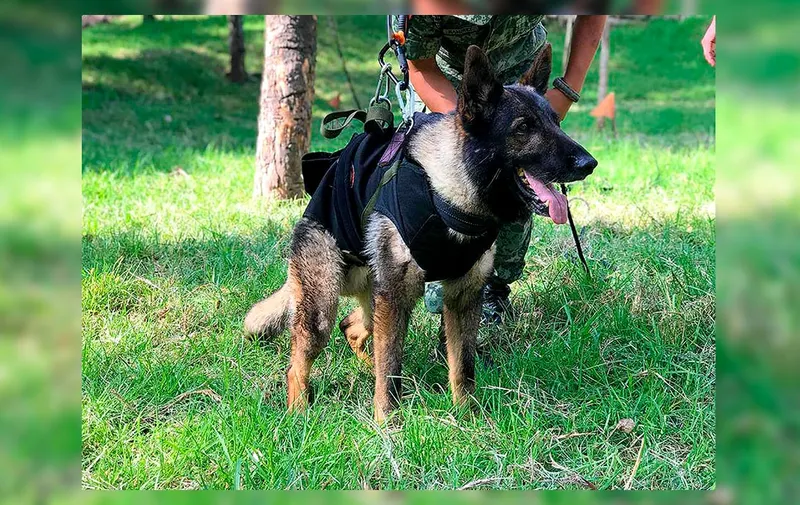 proteo-perro-rescatista-sedena