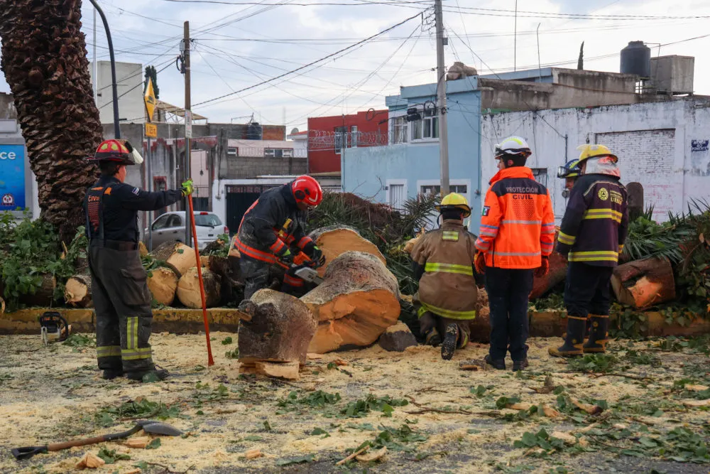 Cae árbol por lluvias