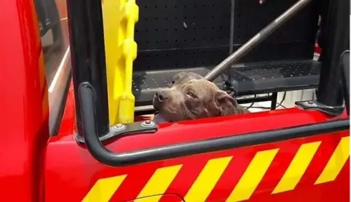 Perro que mató a una niña  en Tehuacan muere ahorcado