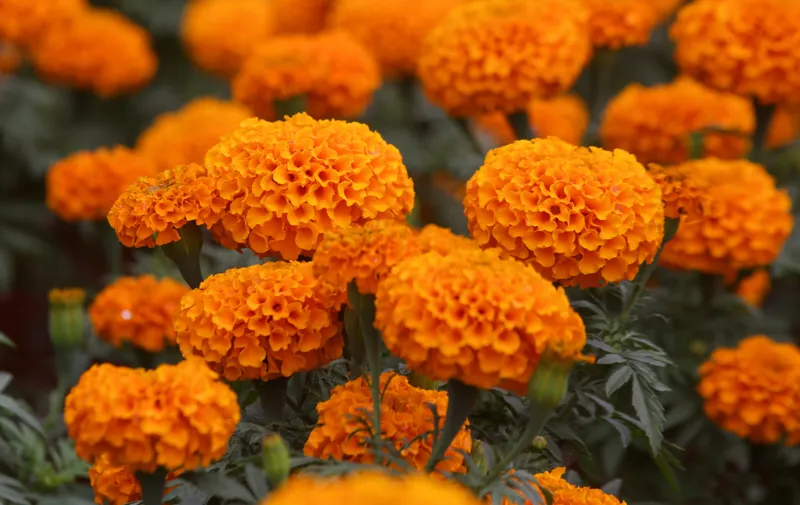 Ruta de las mil flores