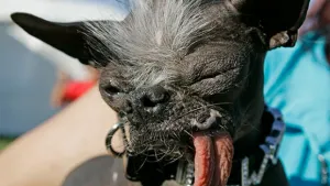 Fallece Elwood el perro más feo del mundo