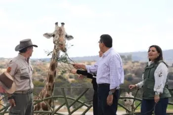 La jirafa Benito ya es poblana y convivirá con siete ejemplares más en Africam Safari