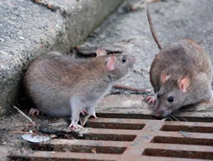 Proliferan roedores en los drenajes de la capital poblana