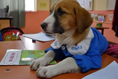 ¡Otra prueba de que el perro es el mejor amigo del hombre! Findik se vuelve estudiante