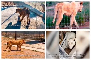 Denuncian a Black Jaguar-White Tiger por abandono y muerte de felinos en peligro de extinción