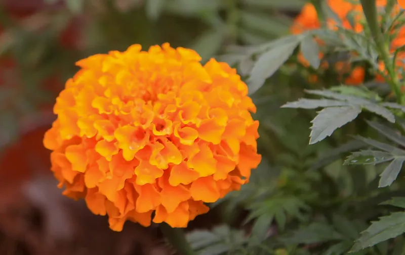 Ruta de las mil flores