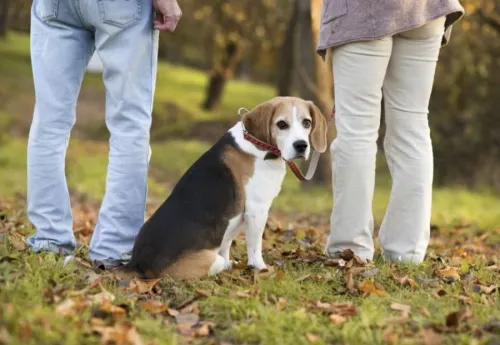 Prefieren criar perros y viajar que ser padres